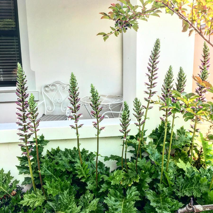אורנג' 99 Hill Street Apartments מראה חיצוני תמונה